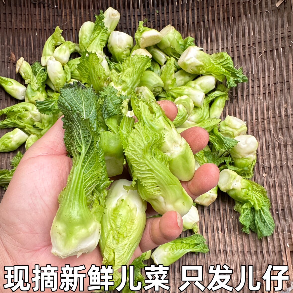 湖北新鲜儿菜食用农家自种娃娃菜整颗抱儿菜泡菜原料时令蔬菜包邮