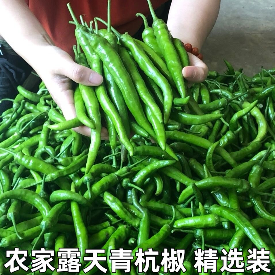 湖北农家现摘本地土辣椒青杭椒微辣虎皮辣椒新鲜青杭椒薄皮包邮