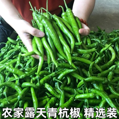 湖北农家现摘本地土辣椒青杭椒微辣虎皮辣椒新鲜青杭椒薄皮包邮