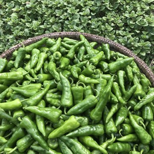 湖北农家自种特辣爆辣辣青辣椒枫树椒虎皮椒新鲜余干椒超辣薄皮椒