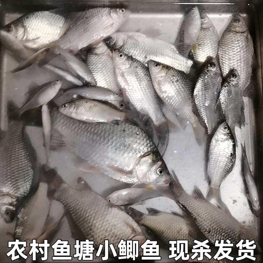 湖北宜昌农村鱼塘小鲫鱼新鲜活的现杀淡水鲫鱼现杀现发包邮