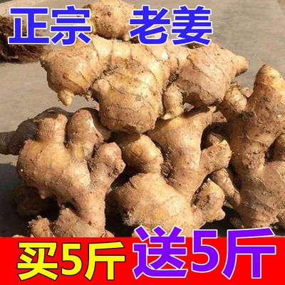 新鲜现挖老黄姜姜母新鲜老姜生姜月子姜香辣多丝调味大黄姜老姜母