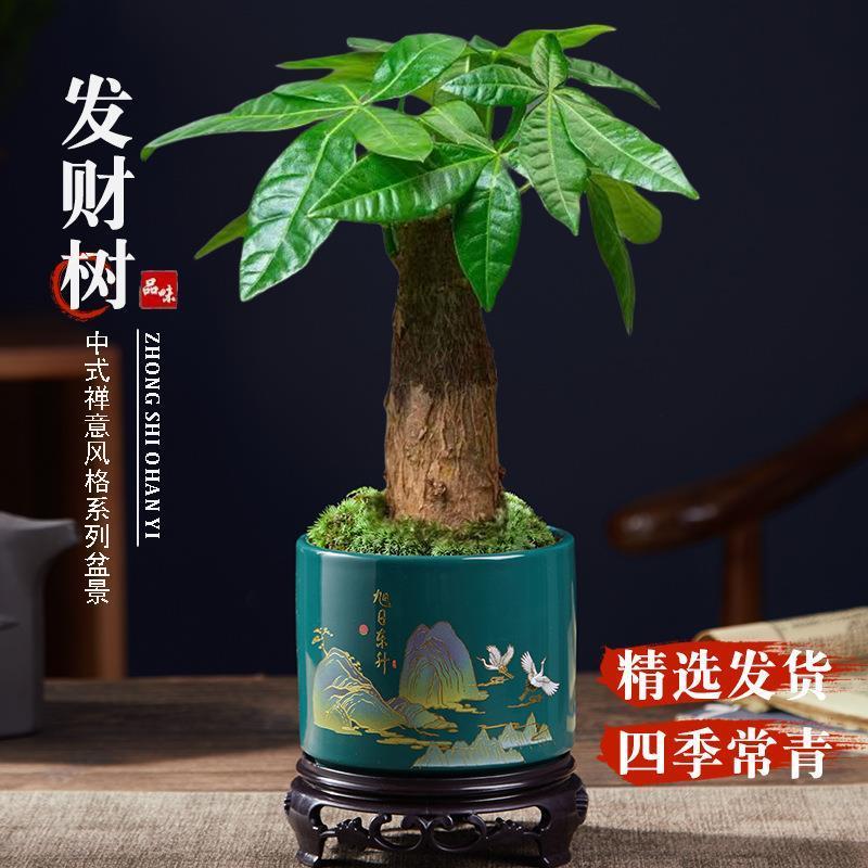 发财树盆栽植物室内客厅绿植小盆景好养易活四季常青