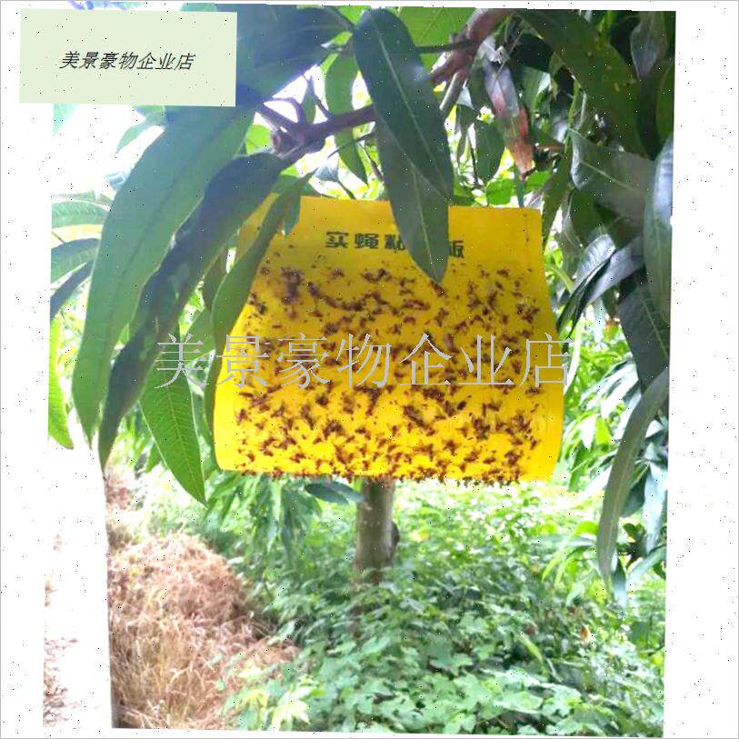 诱得的多瓜果实蝇粘胶p板果蝇贴针蜂粘板果园苍蝇贴大实蝇诱捕诱.