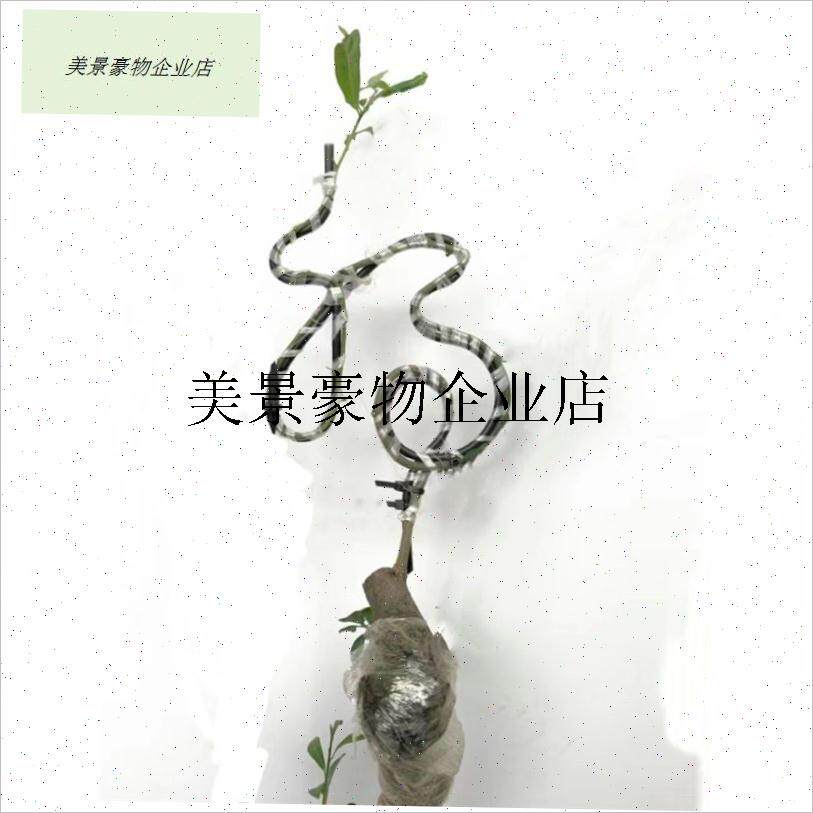 `金弹子老鸦柿迎春(不含树苗)y 福字 寿字造型模具盆景定型铝丝制