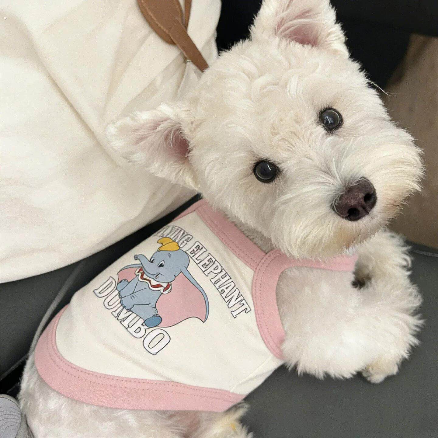 2026新款狗狗衣服中小型犬夏天薄款吊带雪纳瑞博美高颜值透气衣服