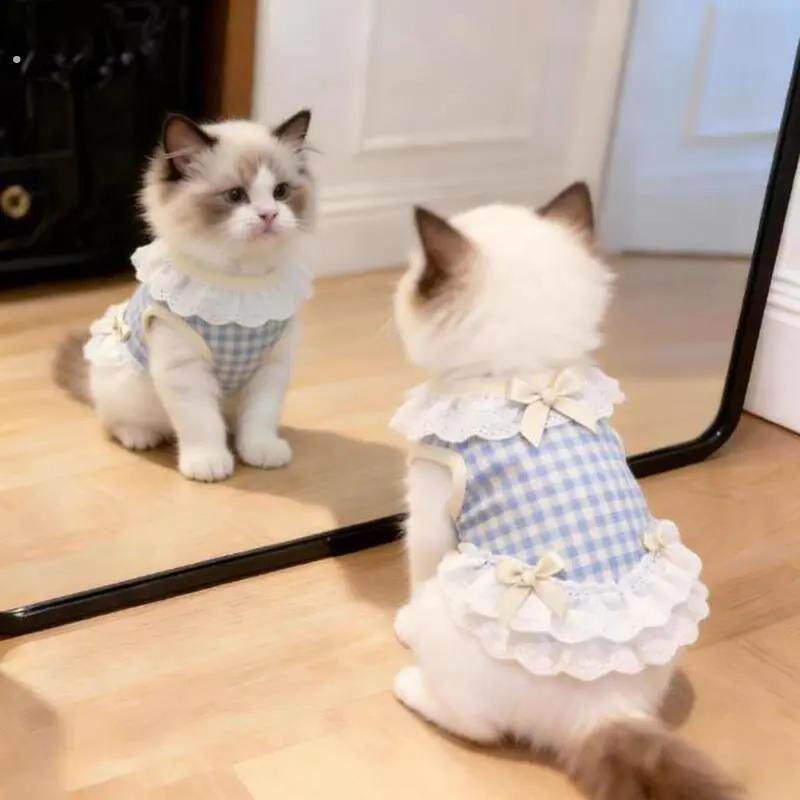 猫咪衣服小猫防掉毛夏季薄款背心德文猫布偶幼猫宠物狗狗衣服新款