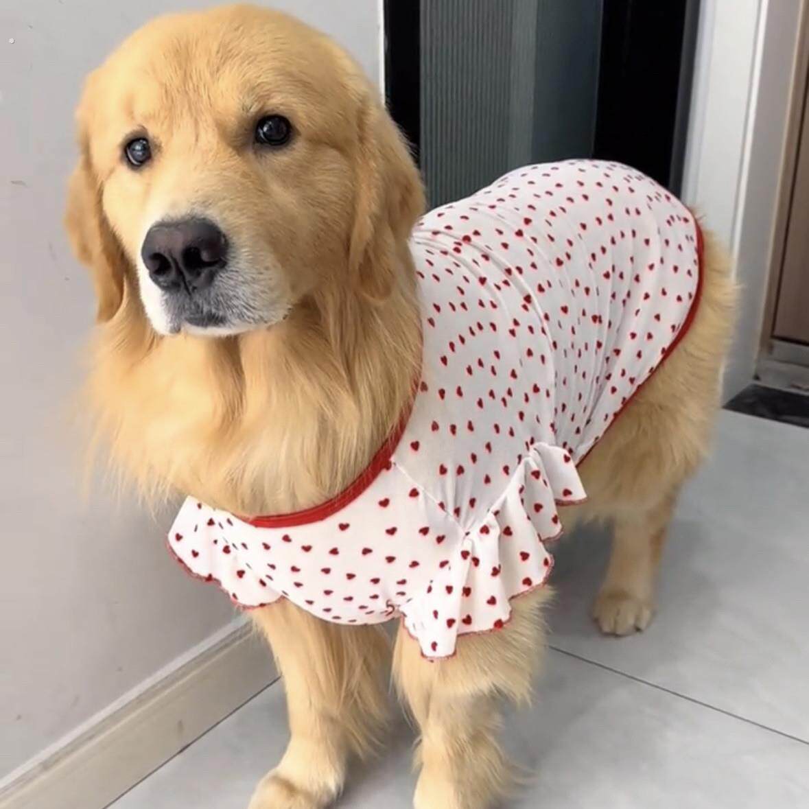 中大型犬狗狗衣服夏季薄款网眼防掉毛阿拉斯加萨摩耶边境牧羊犬宠
