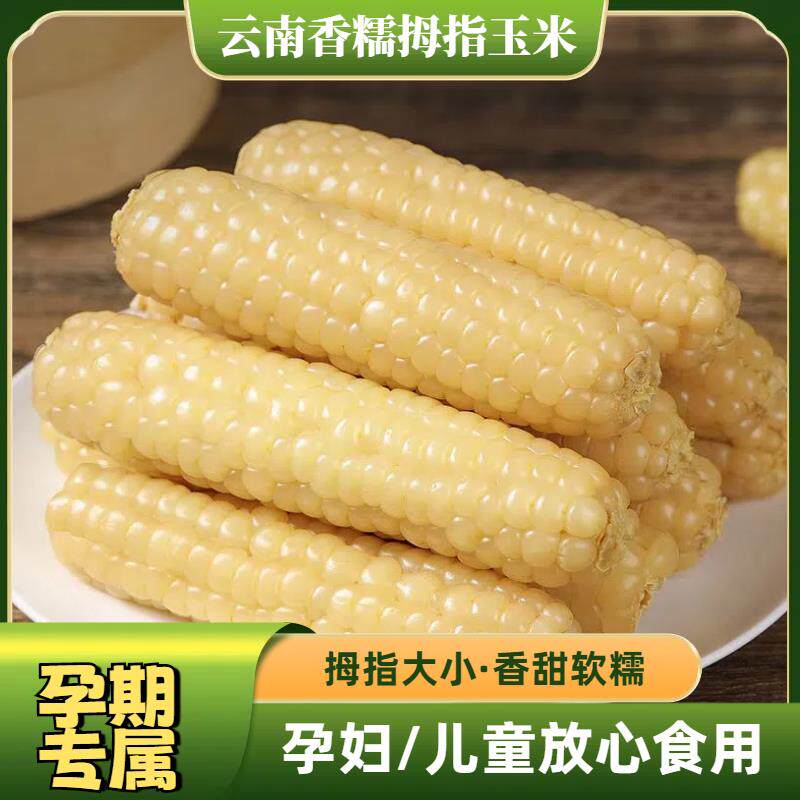 孕哺期解馋香糯拇指小玉米