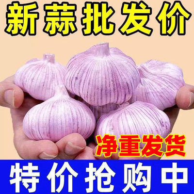 2026年新鲜山东金乡紫皮大蒜头