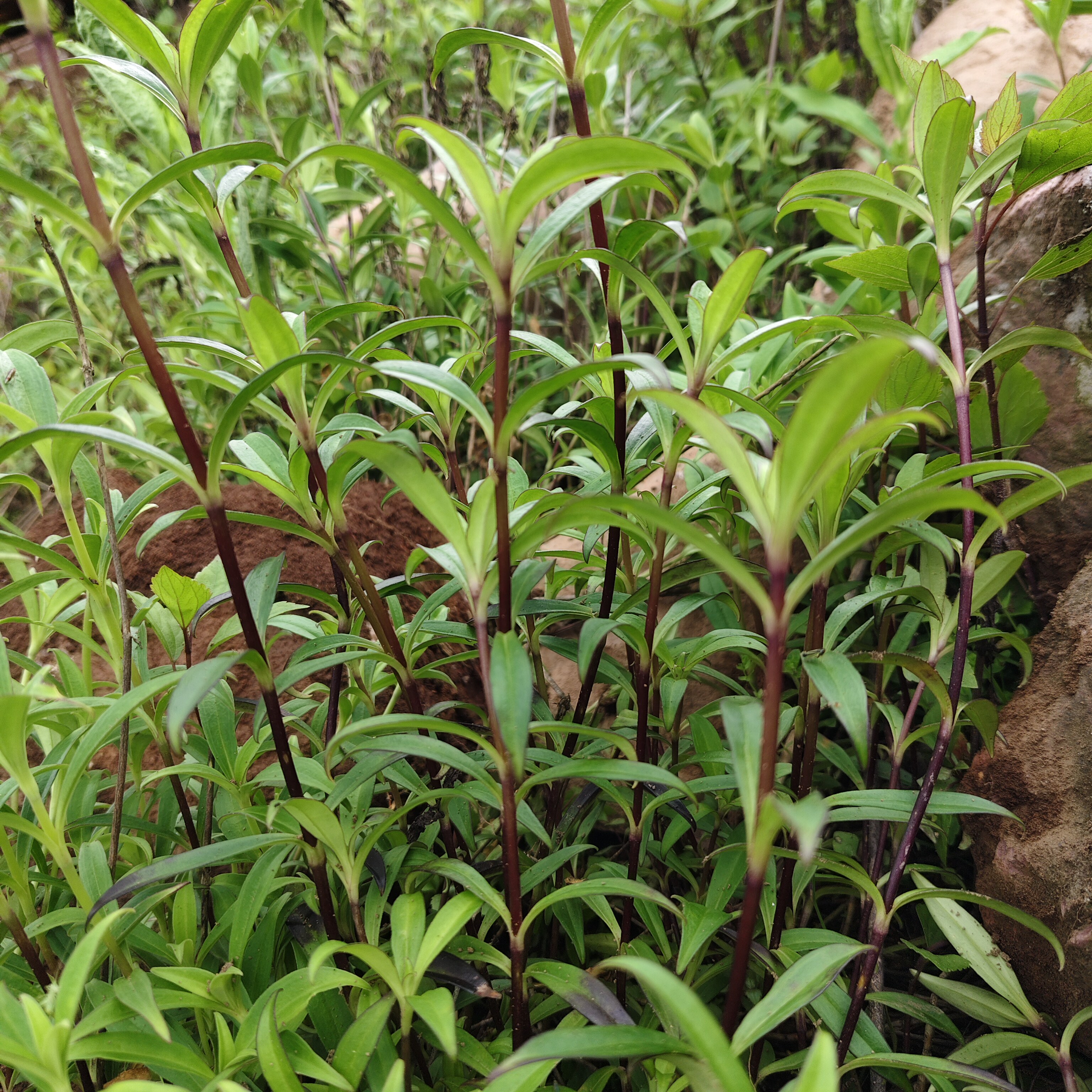 云南山区新鲜龙胆草 大龙胆草 苦胆草 中草药材龙胆 整棵现挖包邮