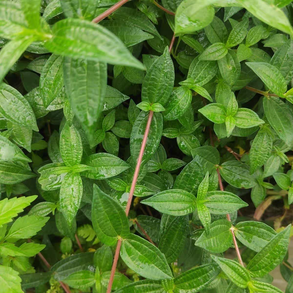 纯天然新鲜雾水葛现挖现采糯米藤脓见消中草药纯天然