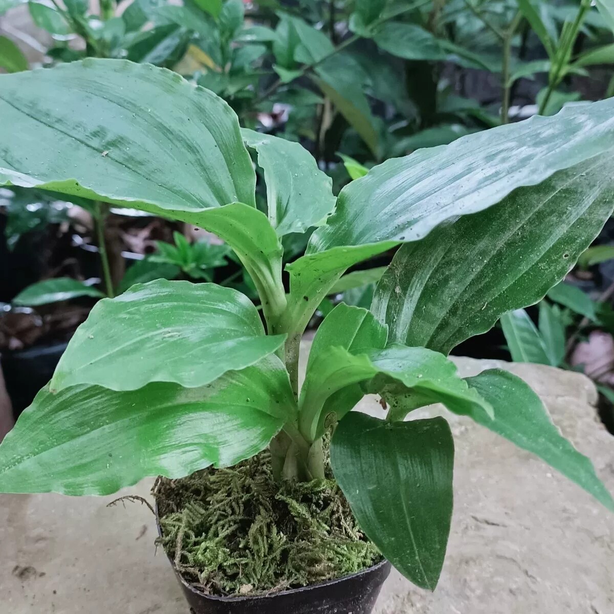 新鲜见血清活苗见血清草药心脑血管活血化瘀见血清中药材中药材