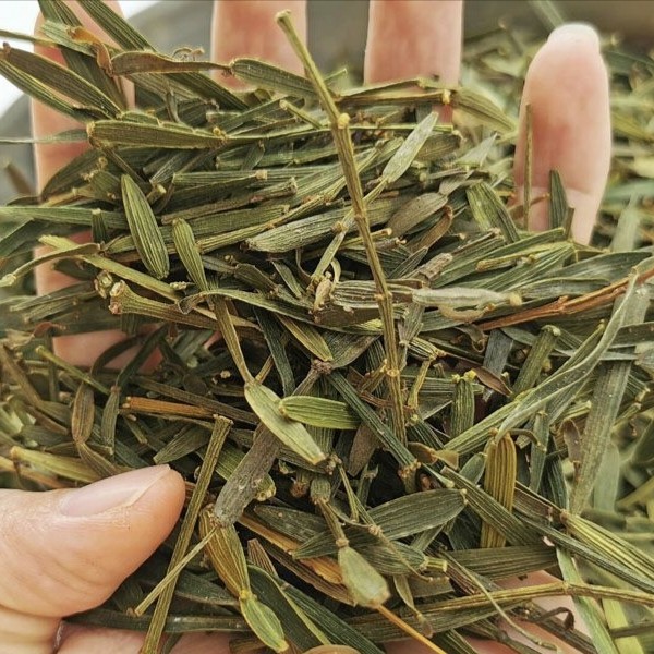 螃蟹脚云南野生螃蟹脚茶 古树寄生茶纯天然当季现采自然风干