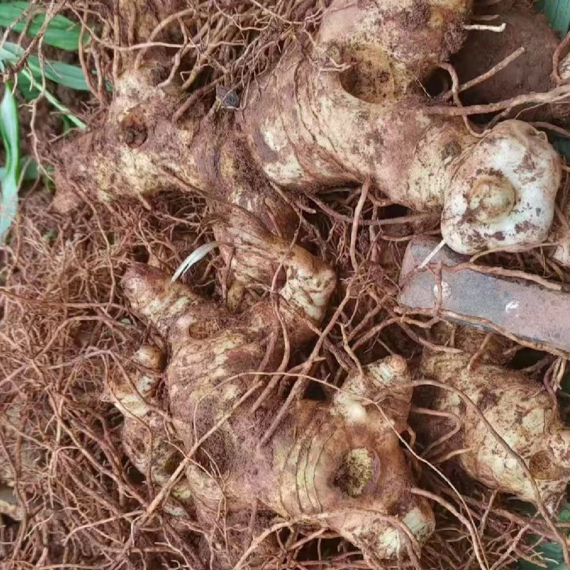 正宗新鲜深山老黄精老虎姜型野生5-10年鸡头参中药材正品多花现挖