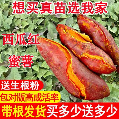正宗高产西瓜红红薯苗