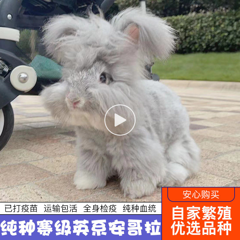双血统纯种一代英系安哥拉兔迷你小体型侏儒猫猫荷兰垂耳兔子活物