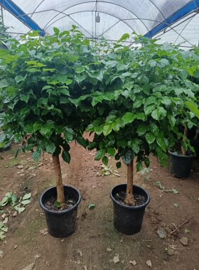 独杆棒棒糖幸福树客厅盆栽大绿植办公室内四季常青好养发财树植物