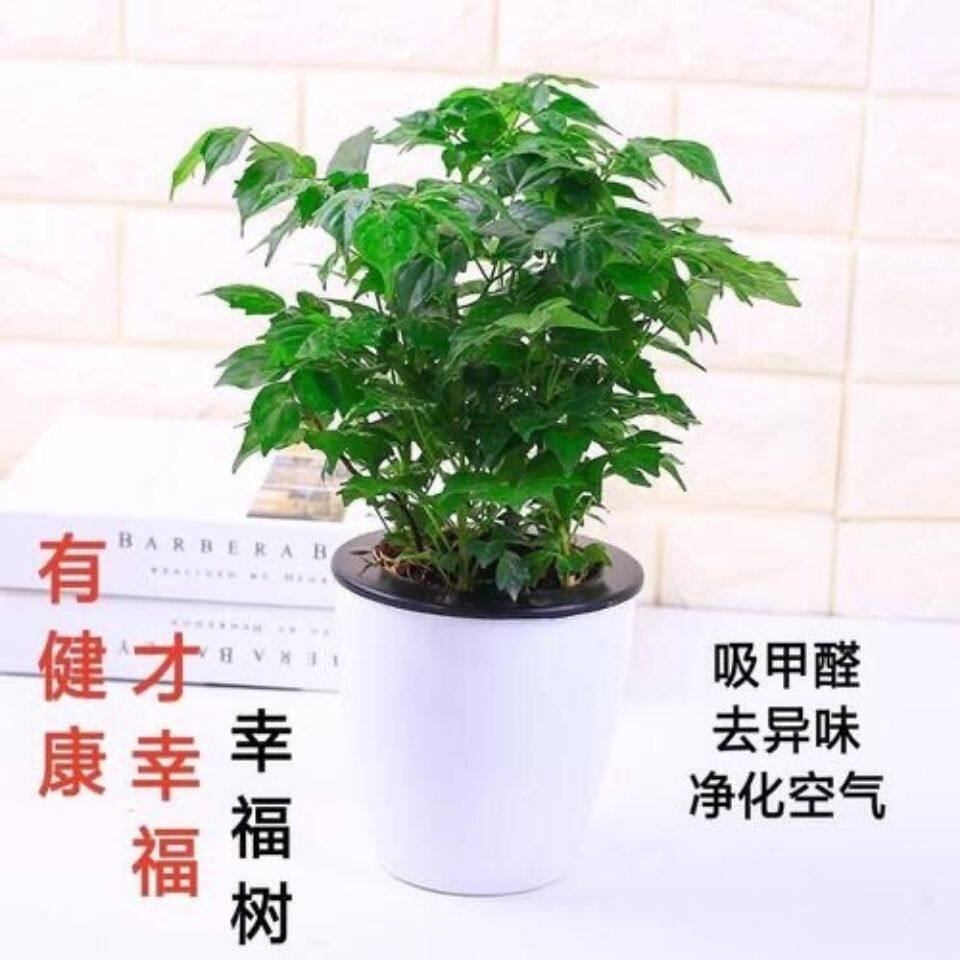 幸福树平安树绿植花卉小盆栽室内客厅办公室四季常青植物净化空气