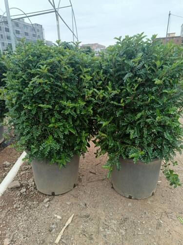 正宗清香胡椒木盆栽特大老桩盆景点缀用室内阳台驱蚊植物四季常青