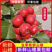 新鲜山楂果5斤山楂鲜果鲜山楂现摘大山楂大金星酸甜山楂果5斤 包邮