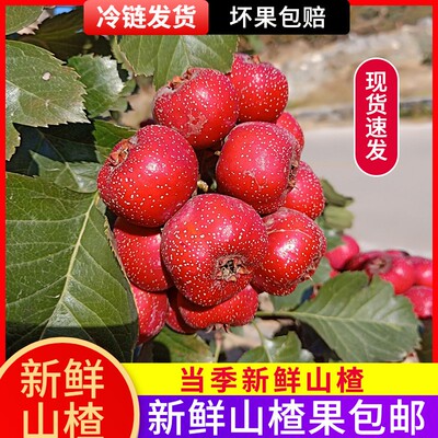 新鲜山楂果5斤大金星酸甜爽口