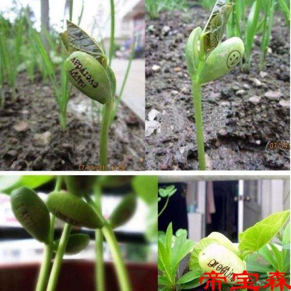 情星座生肖魔豆爱情种子 祝福语盆栽 创意迷你植物室内阳台装饰.