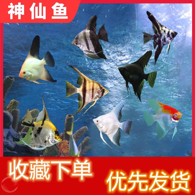 神仙鱼秘鲁伊莎贝尔神仙鱼红背小型热带淡水观赏鱼白化燕鱼包活