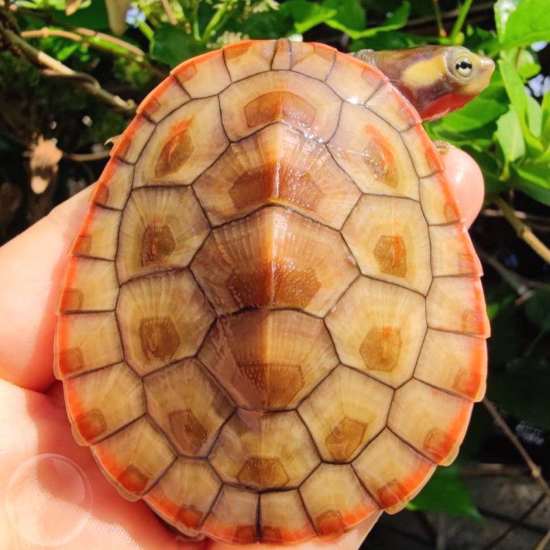 深水混养圆澳龟圆奥活体红纹曲颈吃垃圾鱼粪便玩具清洁乌龟清道夫