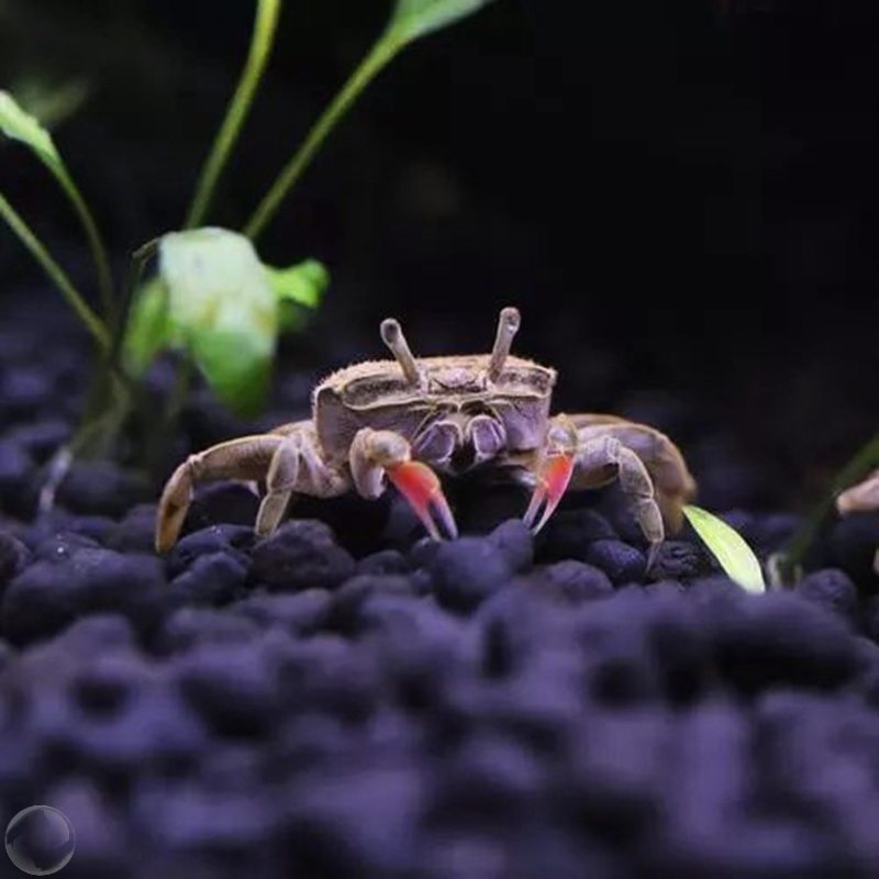 观赏迷你辣椒蟹相手蟹淡水蟹宠物蟹可深水养鱼缸除藻活体螃蟹爬行