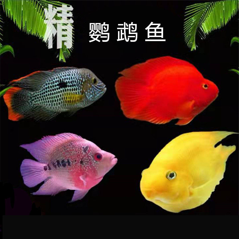 黄红鹦鹉鱼活体地图鱼招财热带观赏鱼招财猫麒麟鹦鹉鱼银龙鱼包邮