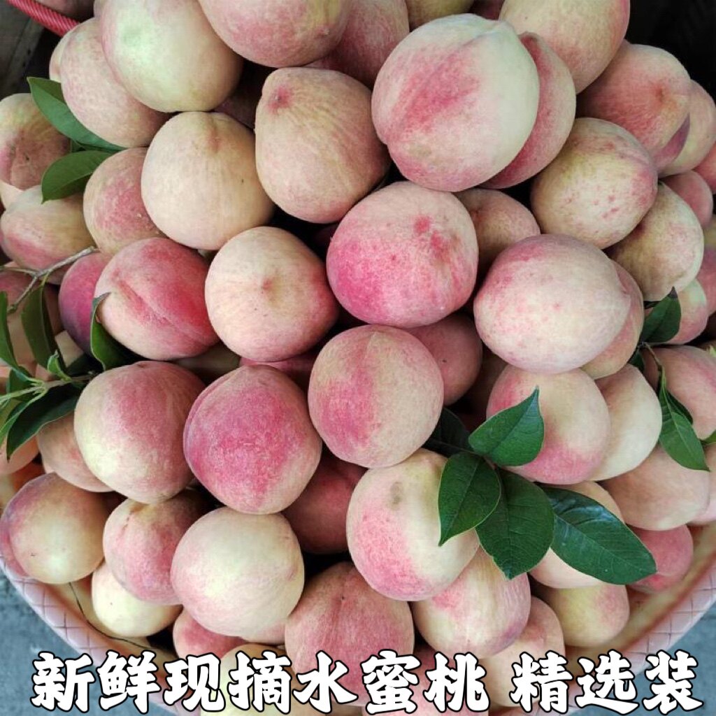 水蜜桃桃子水果新鲜当季整箱应季脆桃现摘水果毛桃现季包邮超甜