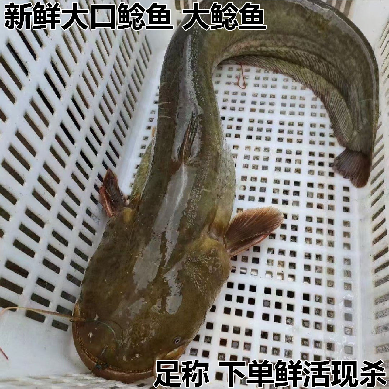 大口鲶鱼新鲜鲶鱼胡子鲶鱼现杀现发土鲶鱼烧烤夜市烧烤鱼淡水鱼