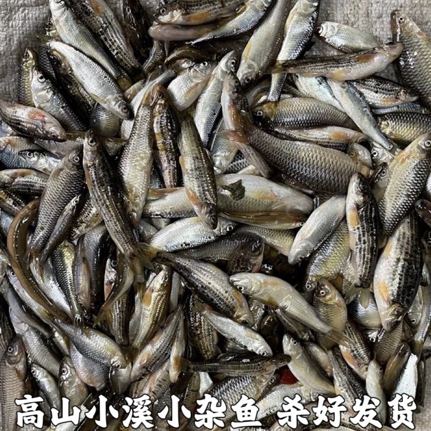 湖北宜昌小杂鱼小河鱼新鲜小鱼淡水鱼小土鱼小麻鱼麦穗鱼现杀包邮