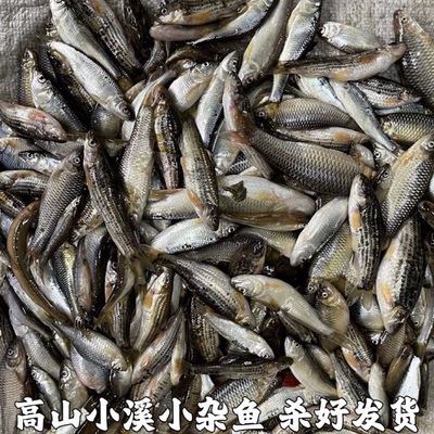 湖北宜昌小杂鱼小河鱼新鲜小鱼淡水鱼小土鱼小麻鱼麦穗鱼现杀包邮