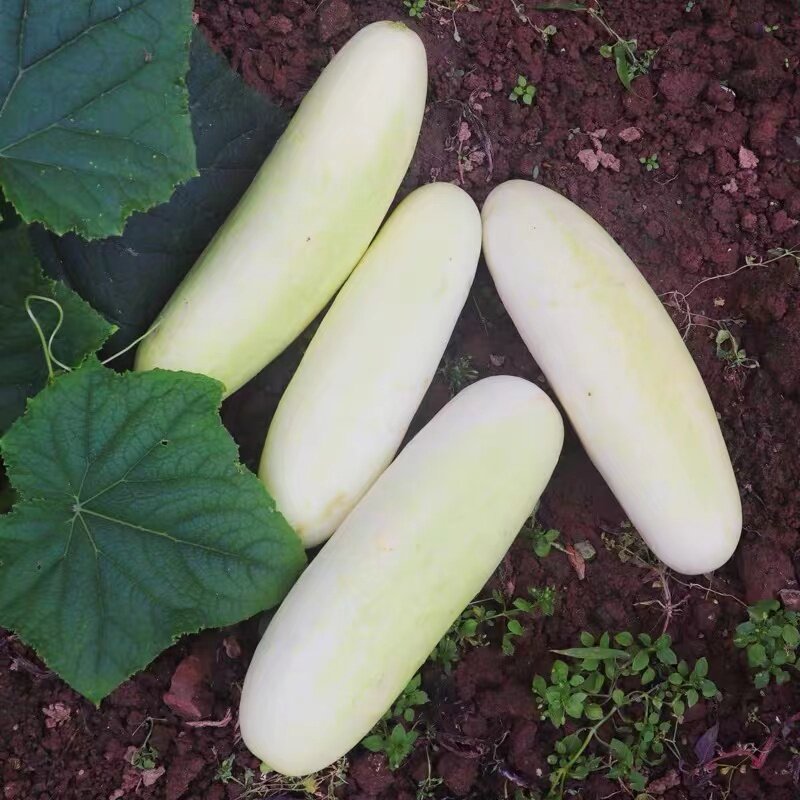 新鲜白黄瓜湖北农家自种白皮老黄