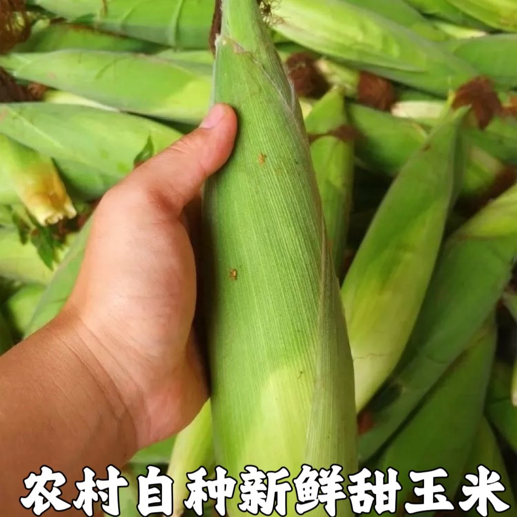 农村自种甜玉米黄玉米棒子新鲜水果玉米农家菜黄玉米嫩玉米现摘,水产肉类/新鲜蔬果/熟食,新鲜玉米,淘宝优惠券,粉丝福利购,淘宝优惠卷