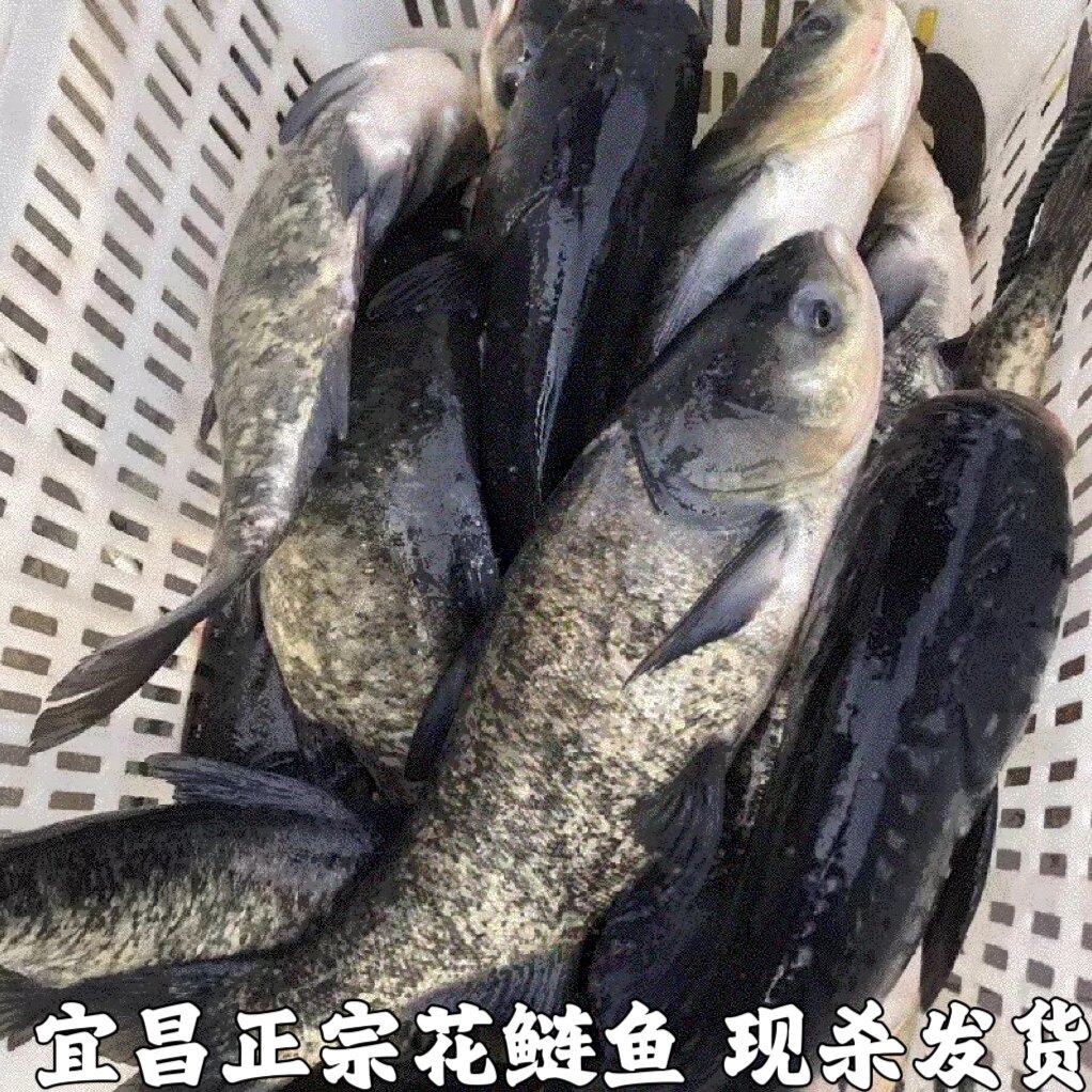 湖北宜昌大鱼头新鲜胖头鱼头花鲢鱼头鳙鱼鱼头足斤足两现杀发货包