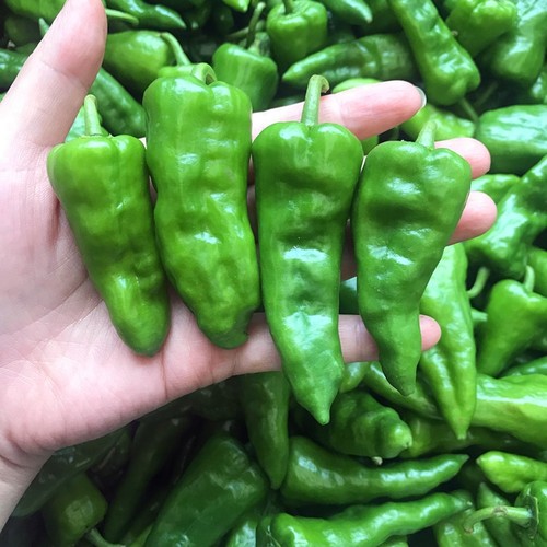 湖北农家自种余干辣椒新鲜
