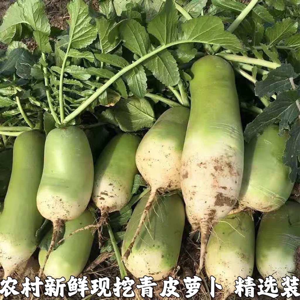 新鲜青皮萝卜湖北农家白萝卜脆萝卜时令蔬菜可生吃凉拌菜包邮