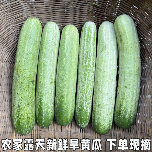 小黄瓜湖北农家新鲜旱黄瓜