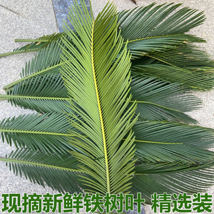 新鲜铁树叶 现剪现发凤尾蕉叶朱蕉叶铁树叶子苏铁叶现摘现发包邮