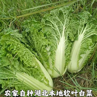 散叶白菜新鲜湖北本地青菜绿叶大白菜叶类菜软叶白菜新鲜软叶白菜