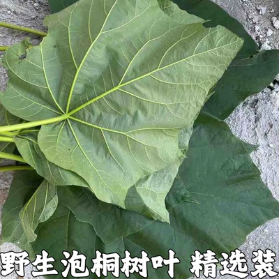 泡桐树新鲜农家现摘皮包