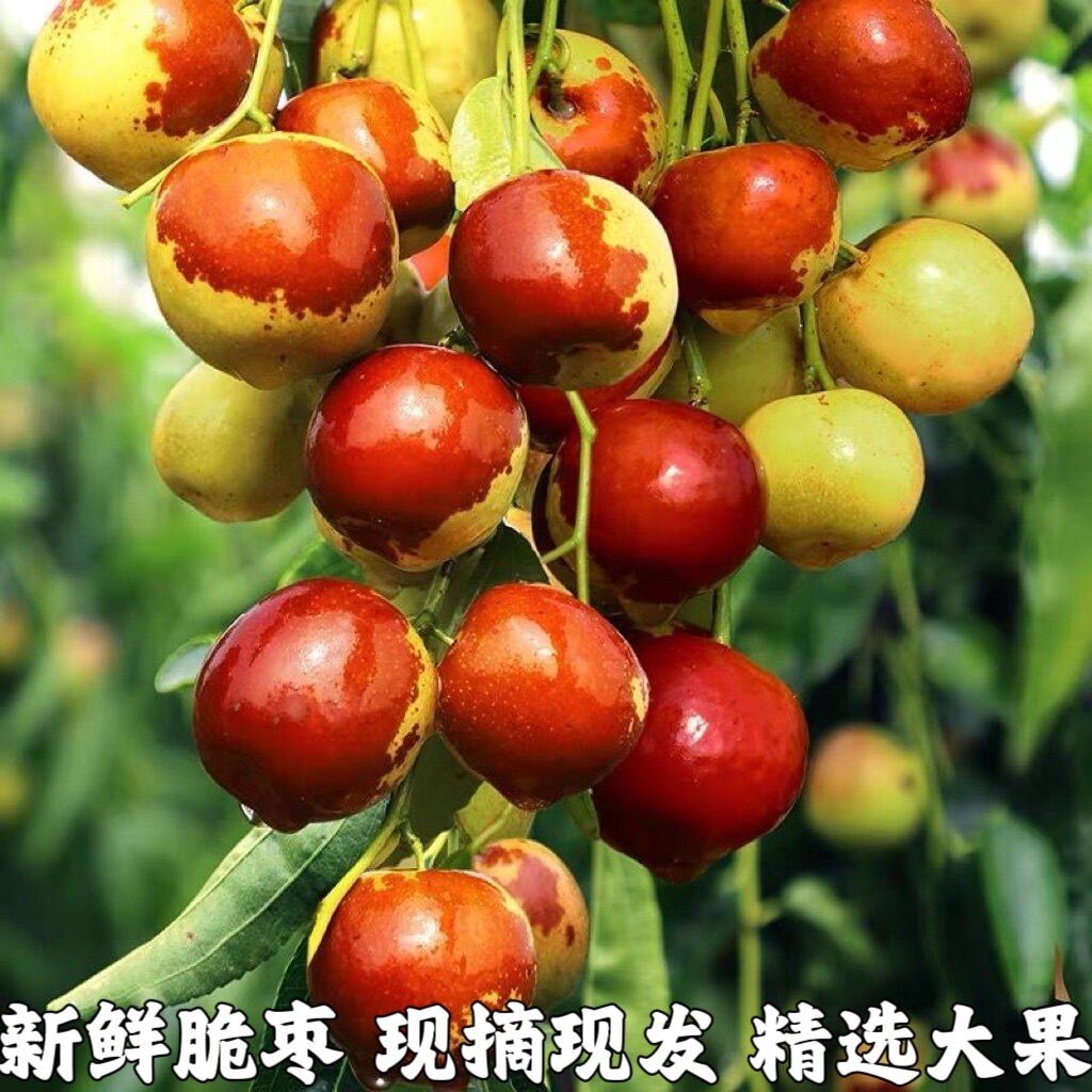枣子新鲜脆枣大荔冬枣新鲜当季时令水果脆甜枣冰糖枣精选装包邮
