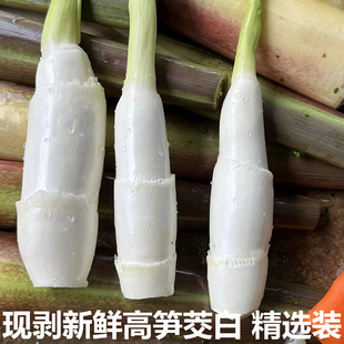 茭白笋时令新鲜蔬菜茭白农家高笋装鲜嫩高山蔬菜现采加冰发货包邮