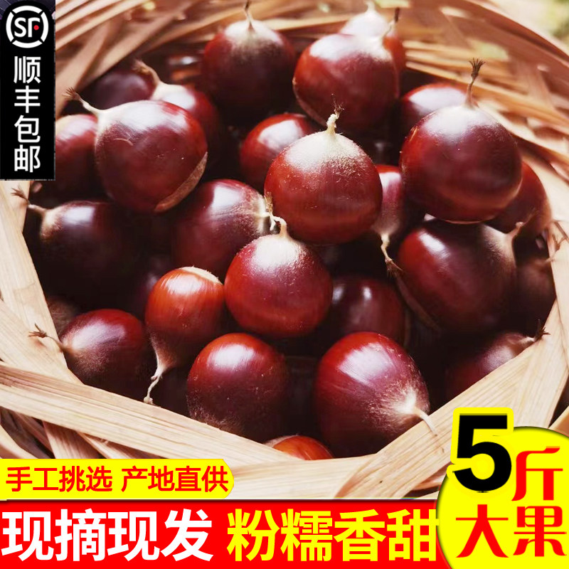 建瓯锥形板栗生新鲜油栗现摘野生带壳毛栗福建高山特产农家圆尖栗