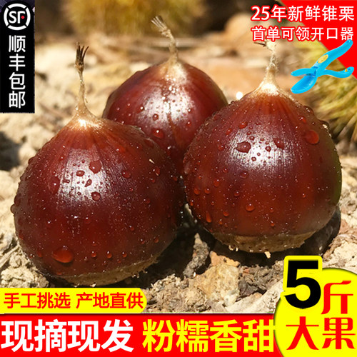 建瓯锥栗现摘现发收藏送开口器