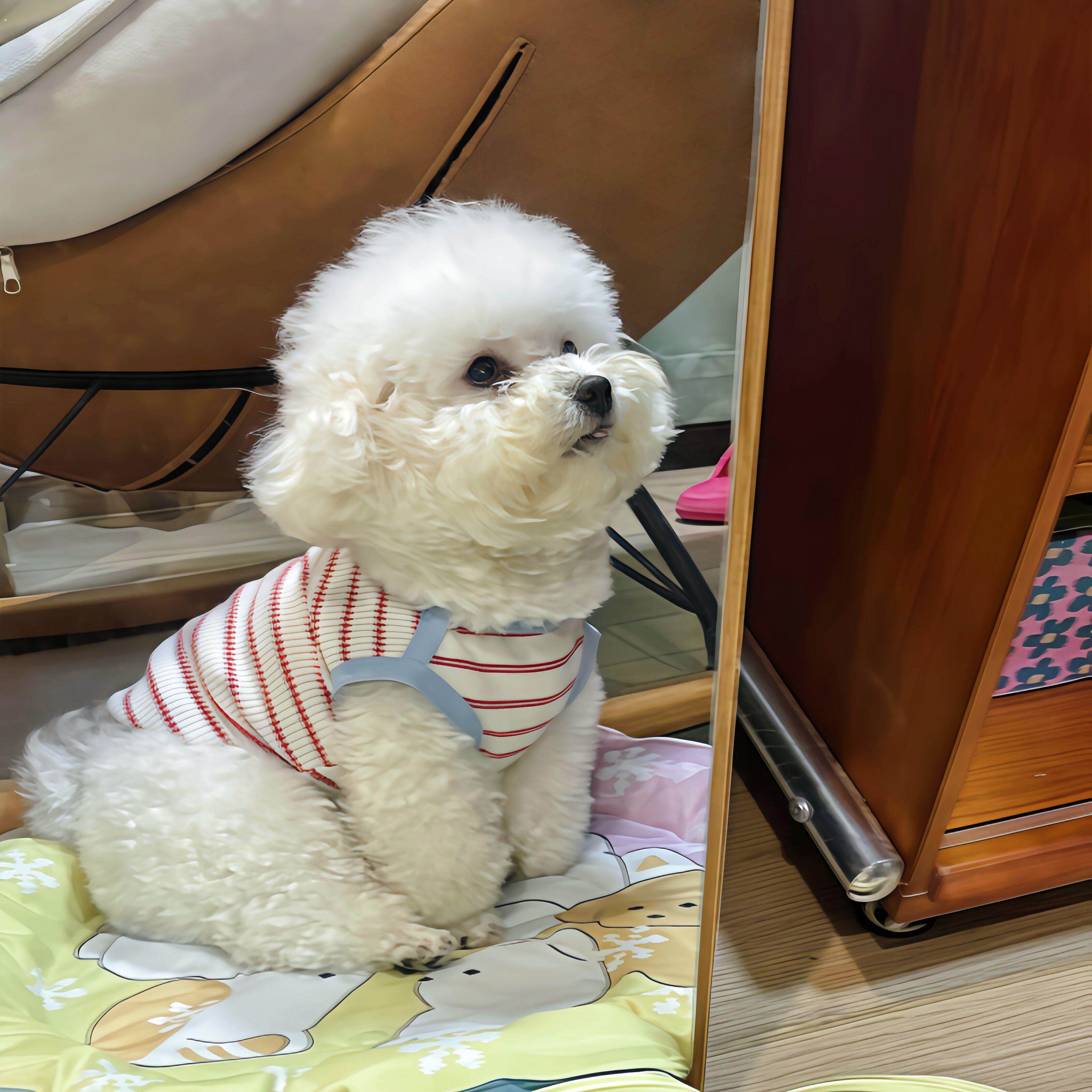 狗狗衣服中小型犬防掉毛可爱条纹背心吊带免凉护脐家居服猫咪睡衣
