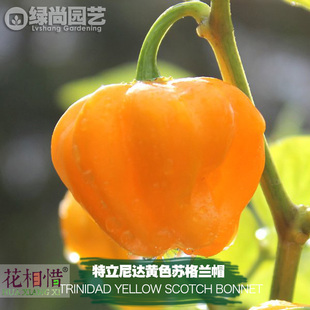 特立尼达黄色苏格兰帽辣椒种子进口中辣四季盆栽蔬菜籽瓜果辣椒苗